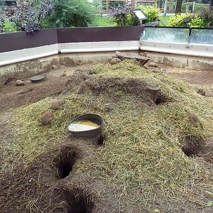 Black-Tailed Prairie Dog Exhibit