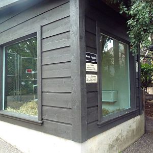 Brown Capuchin Monkey Indoor Exhibit