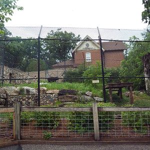 American Black Bear Exhibit