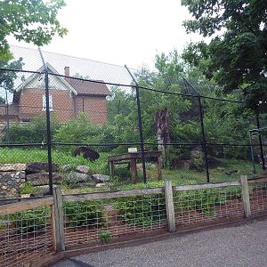 American Black Bear Exhibit