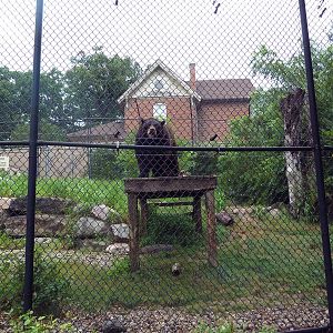 American Black Bear Exhibit