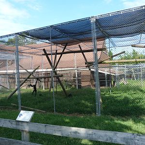 Columbian Black Spider Monkey Exhibit - Aug. 2014