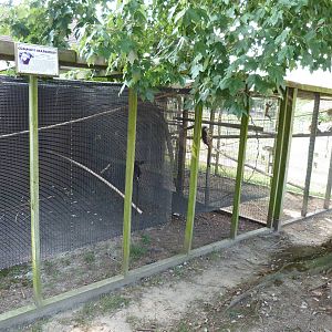 Common Marmoset Exhibit - August 2014