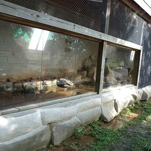African Clawless Otter Exhibit - August 2014