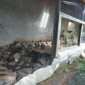 African Clawless Otter Exhibit - August 2014
