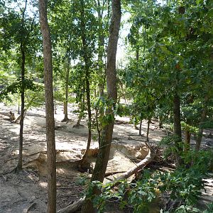 Himalayan Tahr/Armenian Mouflon/Blackbuck/Mishmi Takin Exhibit