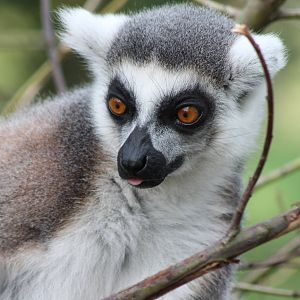 Ring-tailed lemur