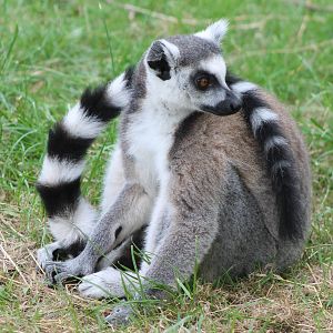Ring-tailed lemur
