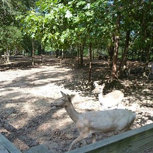 Fallow Deer Exhibit - August 2014