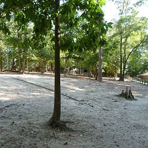 Fallow Deer Exhibit - August 2014