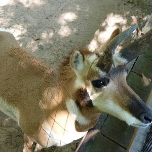 Pronghorn - August 2014