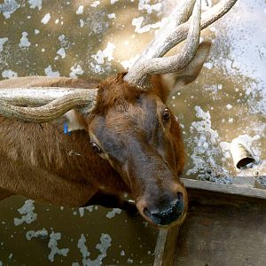 Elk - August 2014