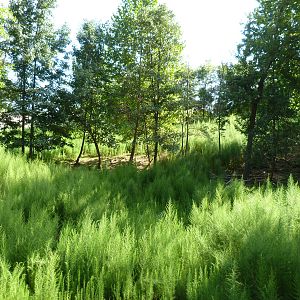 White Tailed Deer Exhibit - August 2014