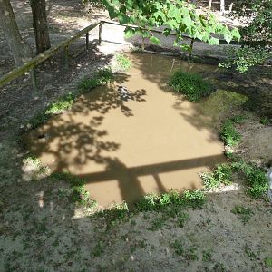 American Alligator Exhibit - August 2014