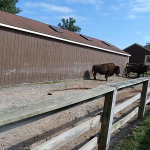 Bison Exhibit - August 2014