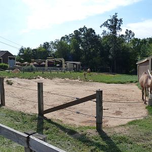 Dromedary Camel Exhibit - August 2014