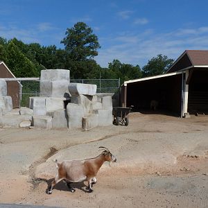 Goat Exhibit - August 2014