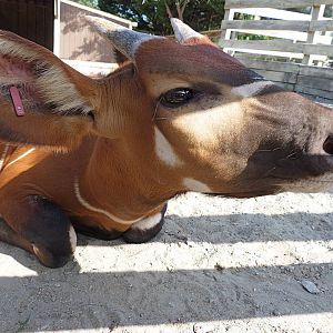 Juvenile Bongo - August 2014