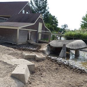 Red River Hog Exhibit - August 2014