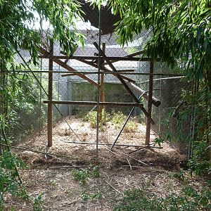 Allen's Swamp Monkey Exhibit - August 2014