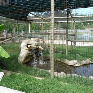 Allen's Swamp Monkey Exhibit #2 - August 2014