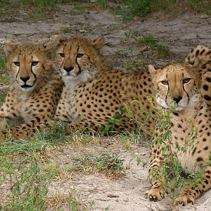 Cheetah - August 2014