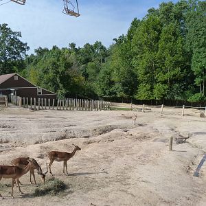 White Rhino Exhibit - August 2014