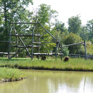 Orangutan Exhibit - August 2014