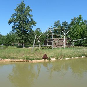 Orangutan Exhibit - August 2014