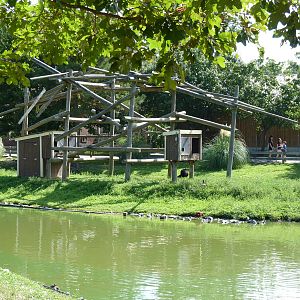 Siamang Exhibit - August 2014