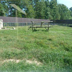 Asiatic Black Bear Exhibit - August 2014