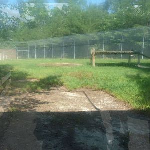 Bengal Tiger Exhibit - August 2014