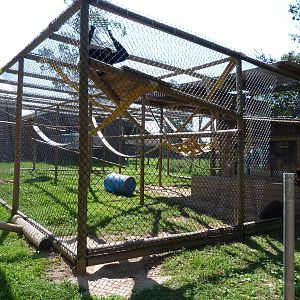 Juvenile Orangutan/White Handed Gibbon Exhibit