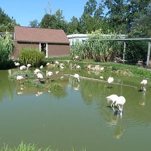 Flamingo Exhibit - August 2014