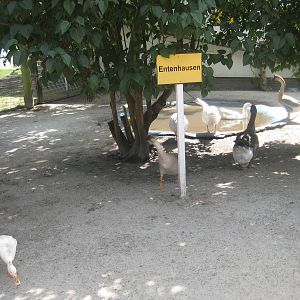 Filmtierpark - Waterfowl exhibit