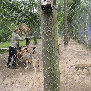 Filmtierpark - Wolf training/feeding