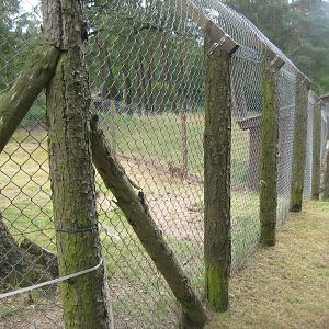 Filmtierpark - Roe deer exhibit