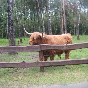 Filmtierpark - Highland cattle