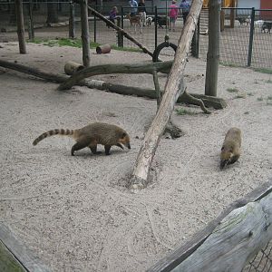 Filmtierpark - Coati exhibit