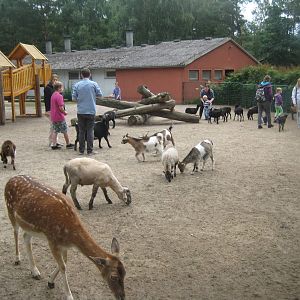 Filmtierpark - Petting zoo/playground