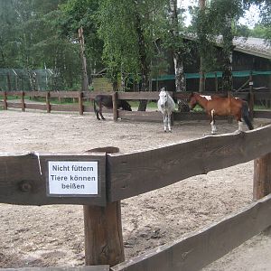 Filmtierpark - Horse exhibit