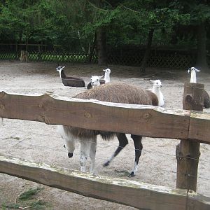 Filmtierpark - Llama exhibit