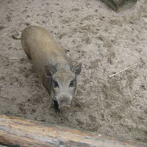Filmtierpark - Pig