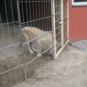 Filmtierpark - White lion