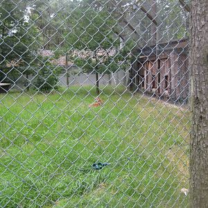 Filmtierpark - Lynx exhibit
