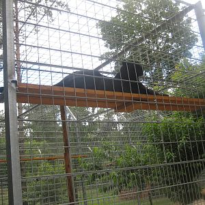 Filmtierpark - Leopard (black panther)