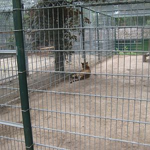 Filmtierpark - Tiger exhibit