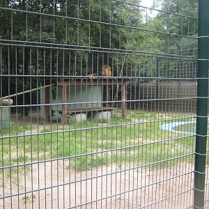 Filmtierpark - Lion exhibit