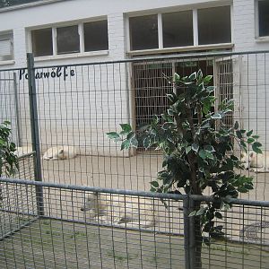 Filmtierpark - Polar wolf exhibit