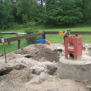 Filmtierpark - Meerkat exhibit